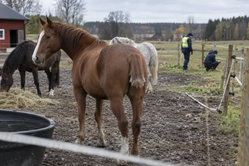 Polisen utreder flera fall med avklippta hästsvansar