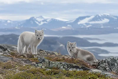 Fjällräven ökar kraftigt när projektet avslutas