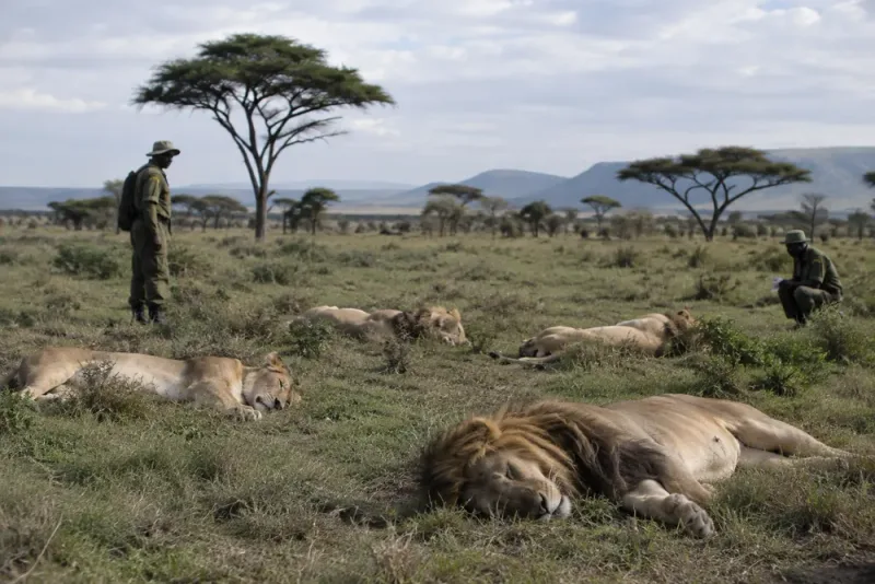 Tio lejon hittade döda i Ngorongoro