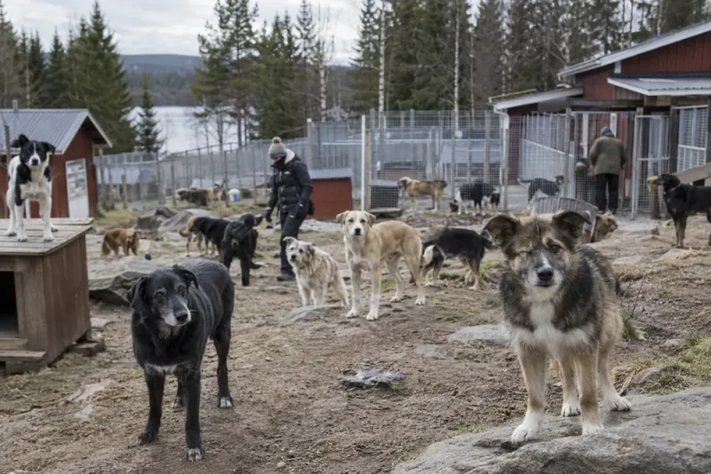 Dog Rescue Auktsjaur tar hand om 27 utsatta hundar