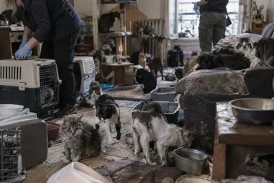 Över 75 katter hittades vid vräkning i Paris