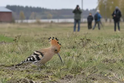 Ovanlig härfågel lockar besökare till Nikkala