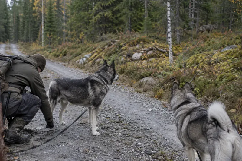 Två jakthundar attackerade – misstanke om varg i Offerdal