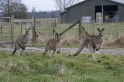 Tre kängurur rymde från inhägnad på Jylland