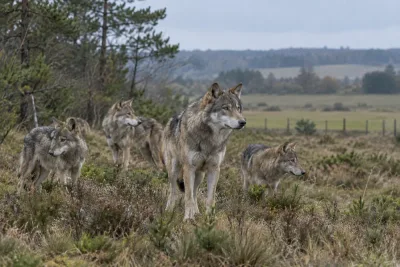 Danmark närmar sig vargjakt efter kraftig ökning