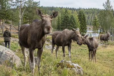 Studie visar tydliga personlighetsskillnader hos älgar