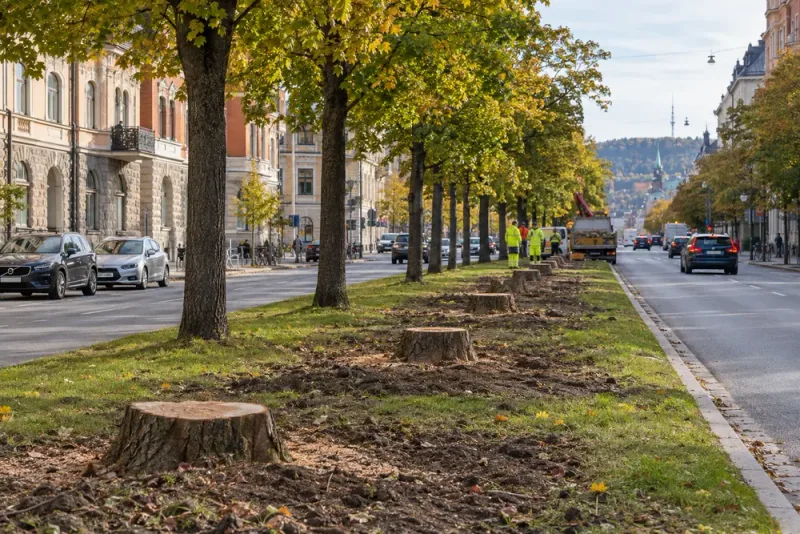 Kommunen avverkade 32 ekar – beslutet möter kritik