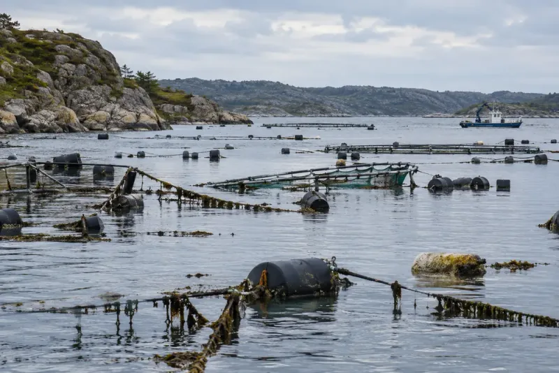 Konkursade musselodlingar lämnar saneringsnota på flera miljoner