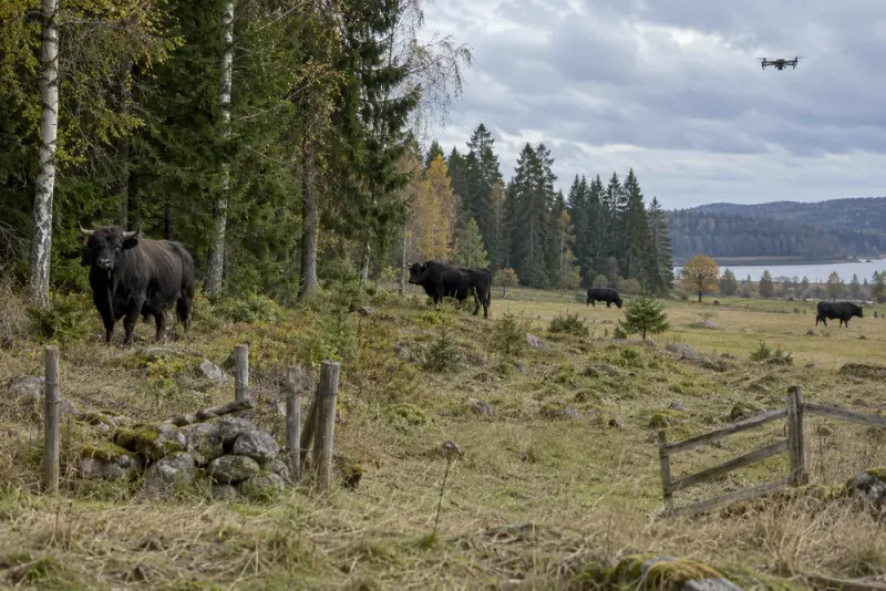 25 förrymda tjurar saknas – drönare söker vid Skövde