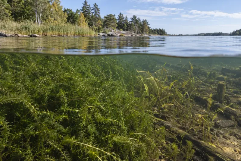 Invasiv växt hotar sällsynt fynd i Umeälven