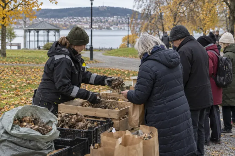 Hundratals dahliaknölar delas ut gratis i Östersund