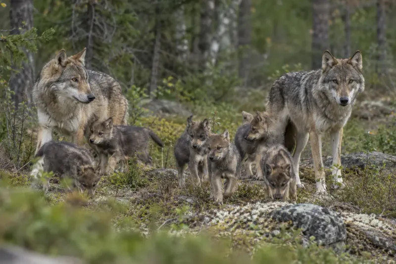 Sex vargvalpar upptäckta i nytt revir vid Norrtälje