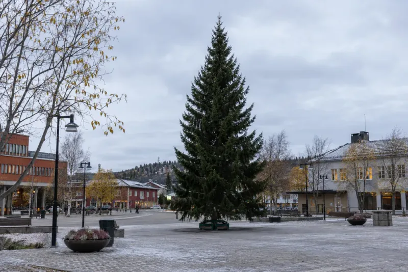Julgranen restes i Lycksele redan i oktober