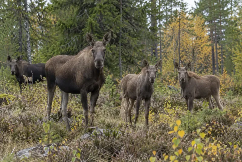 Sveriges älgstam växer för tredje året i följd