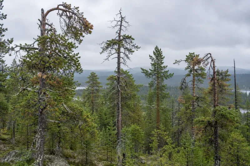 Ovanligt svampangrepp slår mot äldre tallar i Norrland