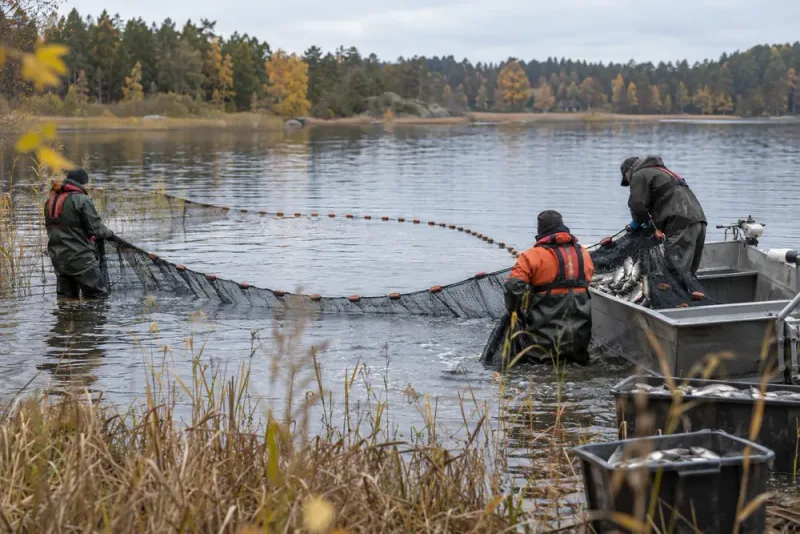 50 ton fisk ska tas upp ur Ensjön