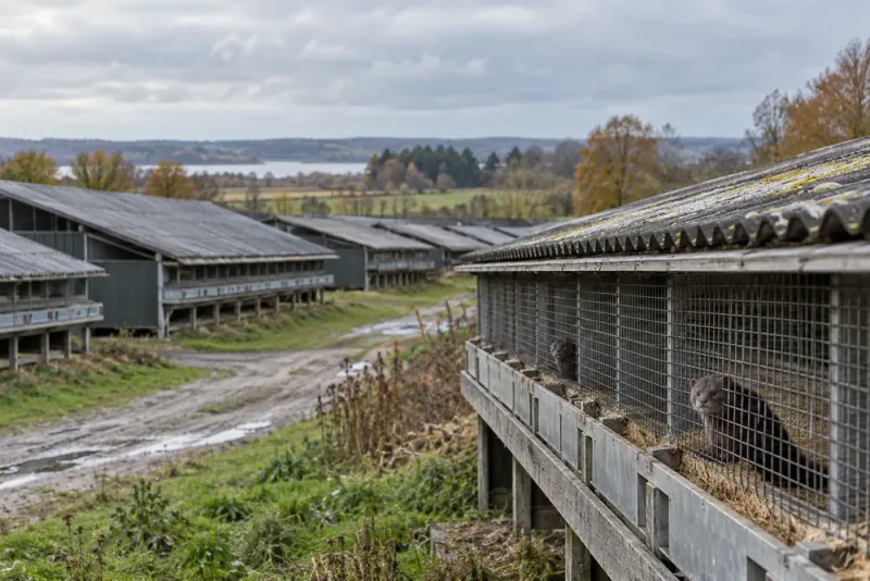 Danmark avvecklar minkuppfödningen – sista farmarna stängs 2029