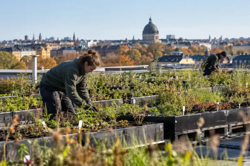 Unik plantskola med 54 växtarter öppnar på tak