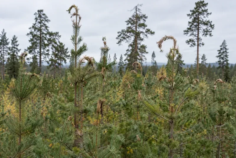 Omfattande svampangrepp skadar tallskog i norra Sverige