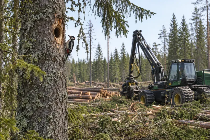 Regeringen drev lättnader i artskyddet efter möten med skogsindustrin