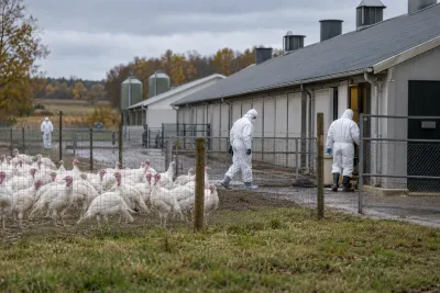 Fågelinfluensa i Danmark – 67 000 kalkoner avlivas