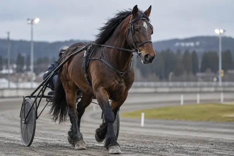Tangen Borks framtid oviss efter hjärtproblem
