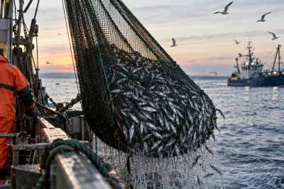EU höjer fiskekvoter kraftigt – forskare varnar för återhämtningen