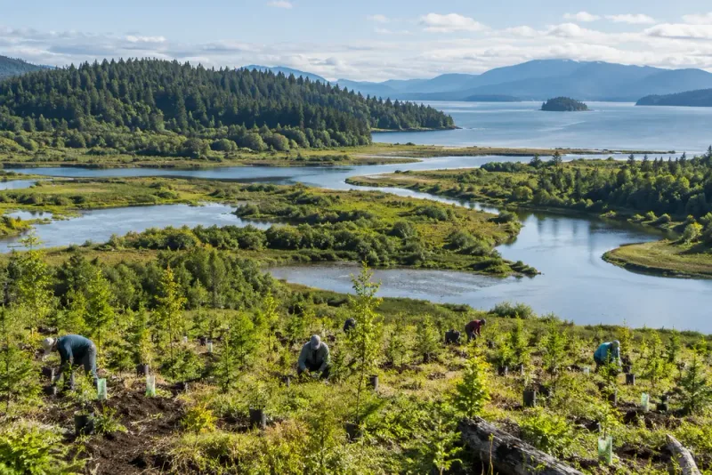 FN: 252 miljoner hektar förstörd natur återställs globalt