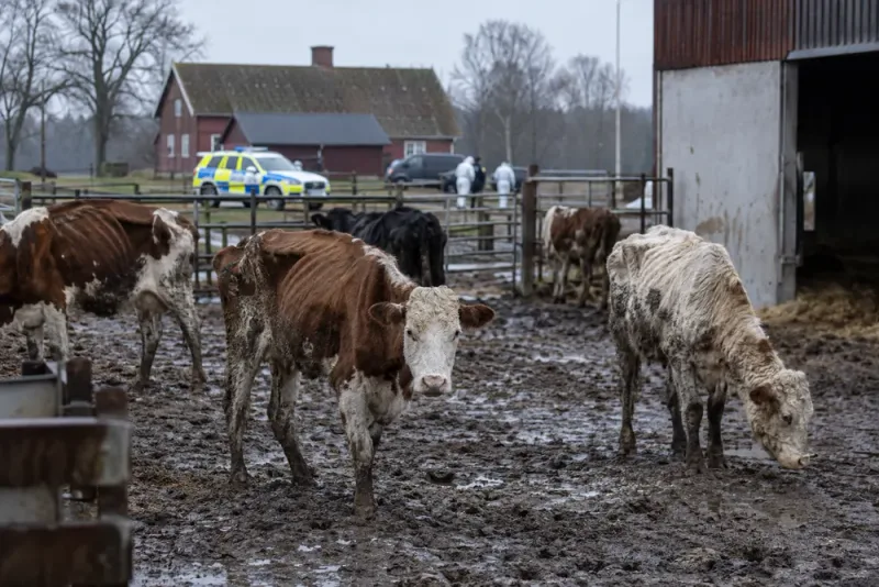 Två män åtalas efter omfattande vanvård av nötkreatur