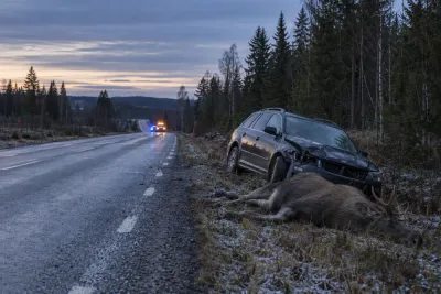 Stulen bil hittades vid död älg efter nattlig olycka